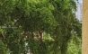 image11