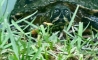 image38