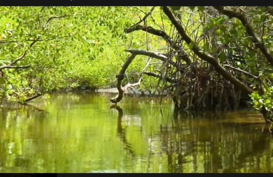 image11