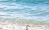 image37