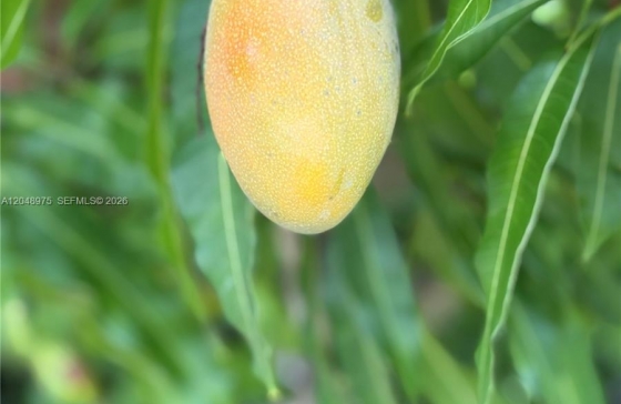 image11