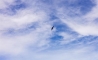 image52