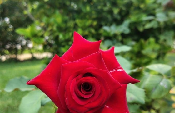 image52