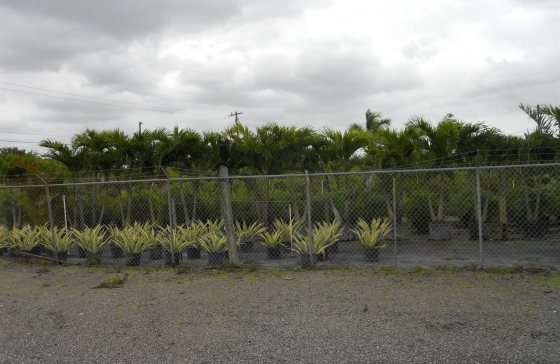 image6