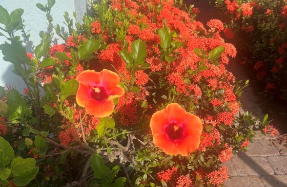 image28