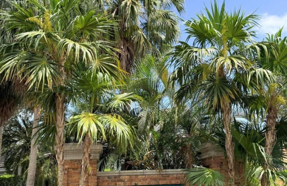 image7