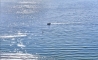 image22